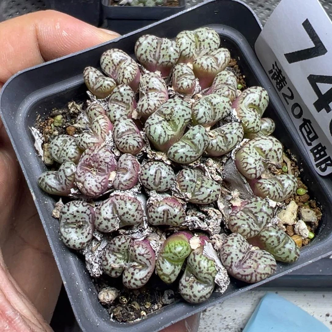 【闪购商品】 746。