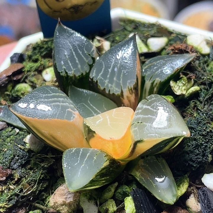 637花影锦特选福利