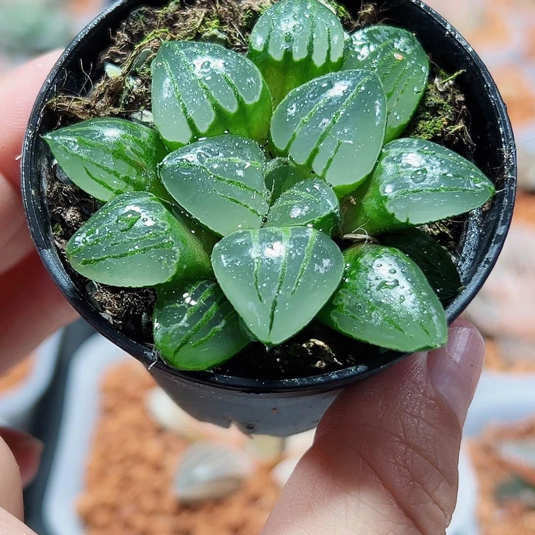 十二卷多肉翠虎寿