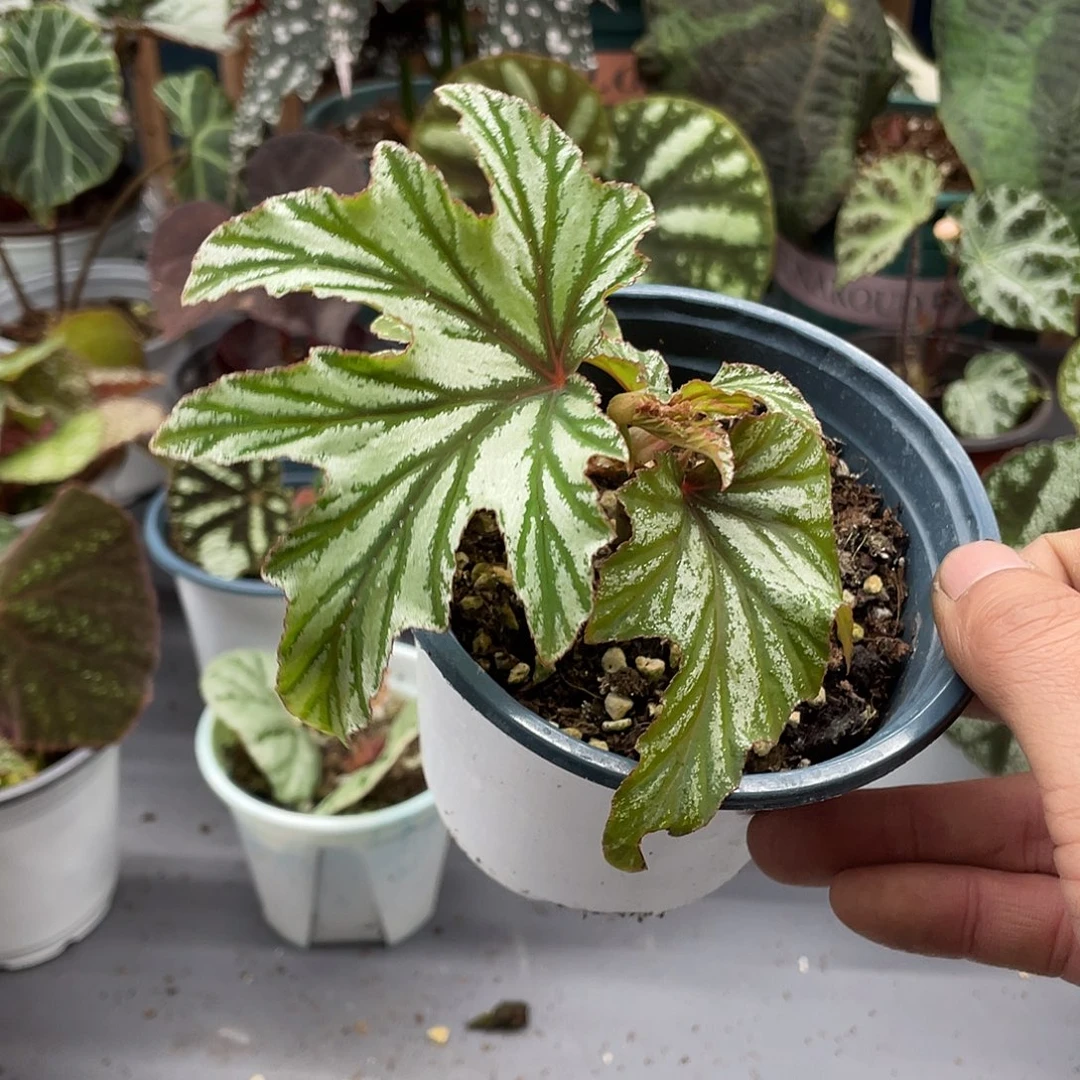 完全开放亮斑乌头