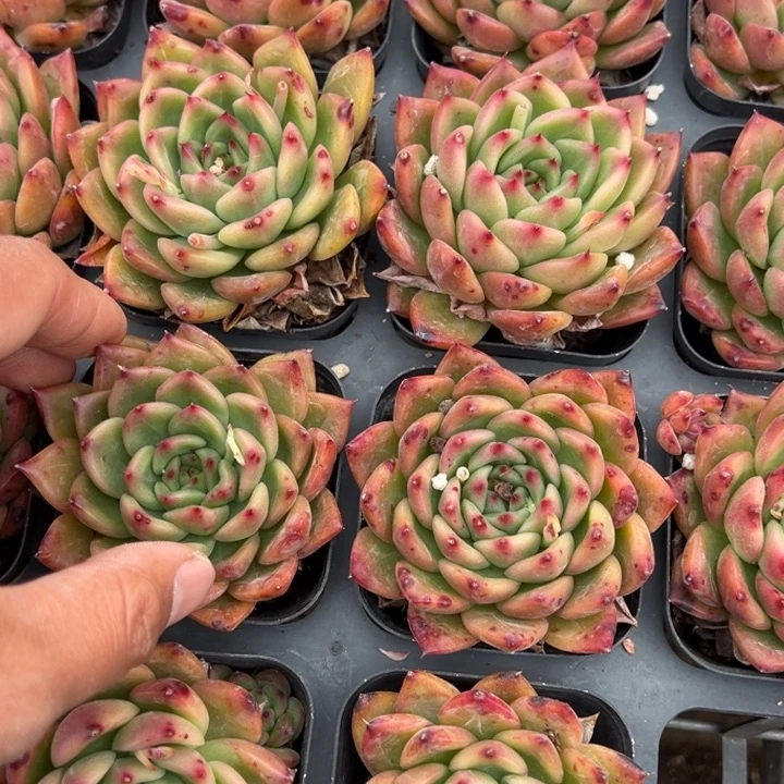 查尔斯顿一颗量拍多肉满20包邮初7发