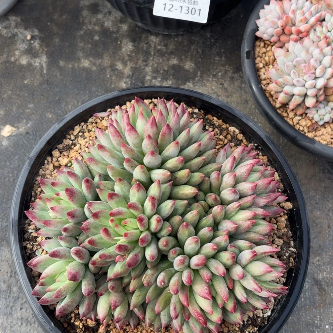 1303二代虞美人多肉植物