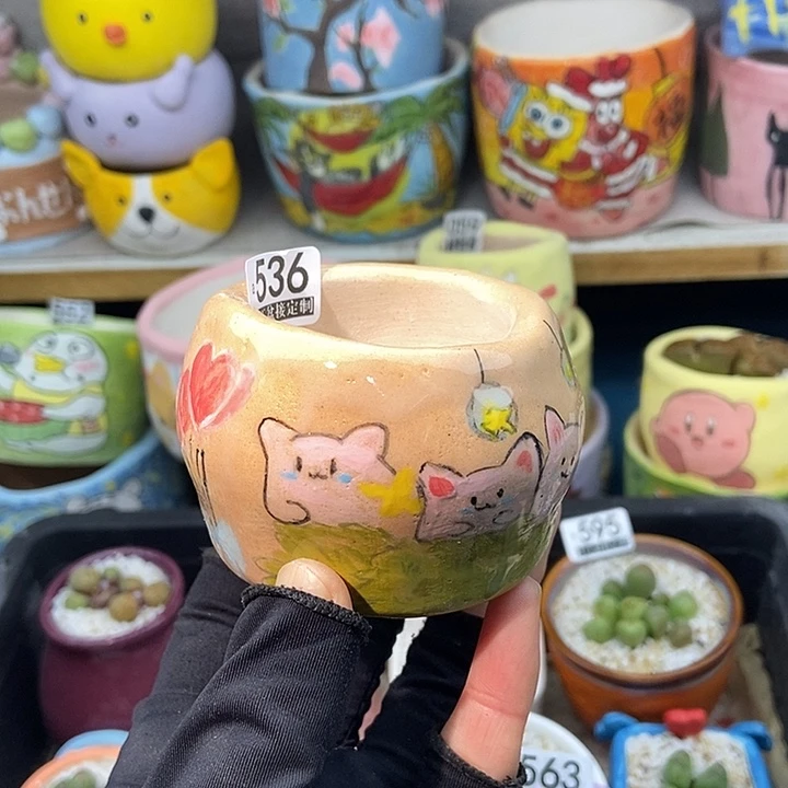 艳大舅生石花肉锥多肉536
