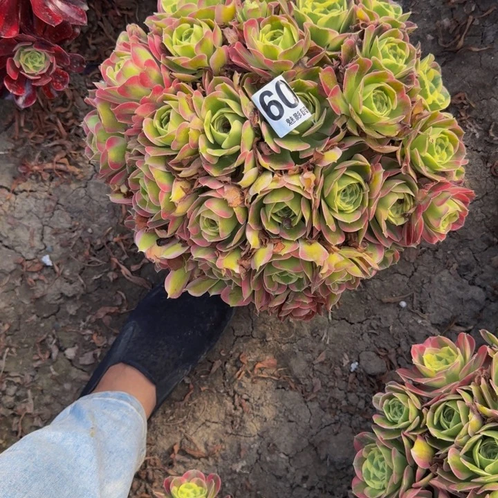 白凤花29-43包邮花花