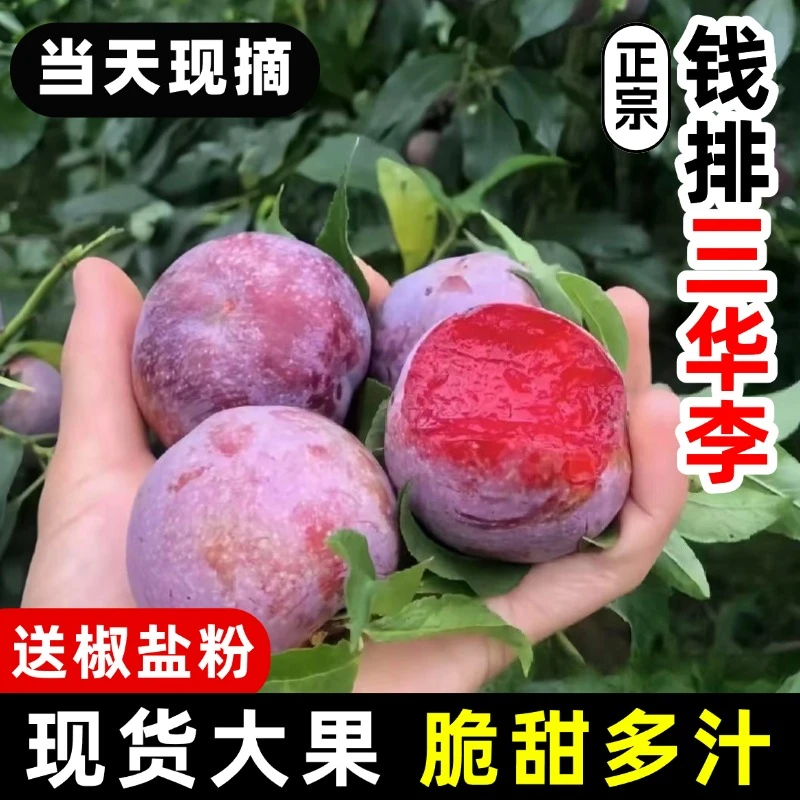 【现摘现发】正宗广东钱排三华李新鲜应季水果酸甜脆爽红心李B2