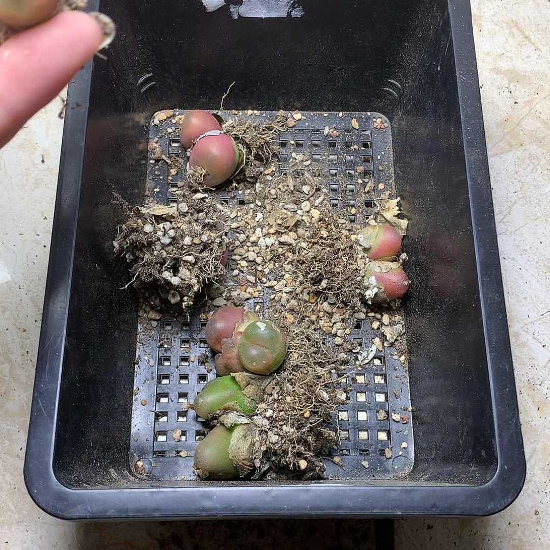 山***?E115多肉植物保护