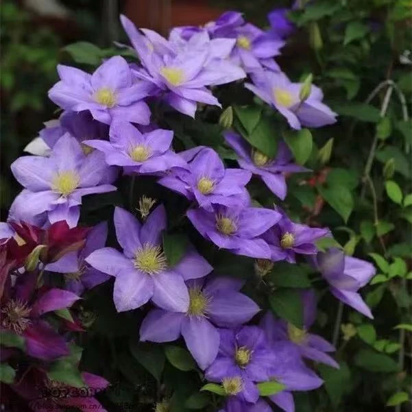 铁线莲塞尚大道矮生四季开花丰花多头耐寒耐热室内阳台庭院花