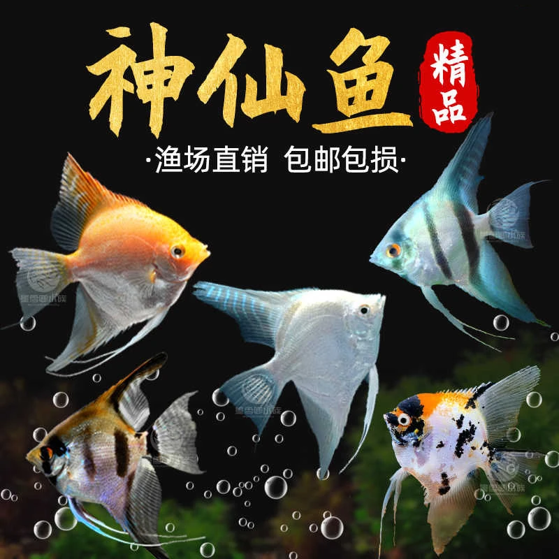 【热带鱼】神仙鱼活体观赏鱼神仙鱼 长尾燕鱼 包活神仙鱼苗