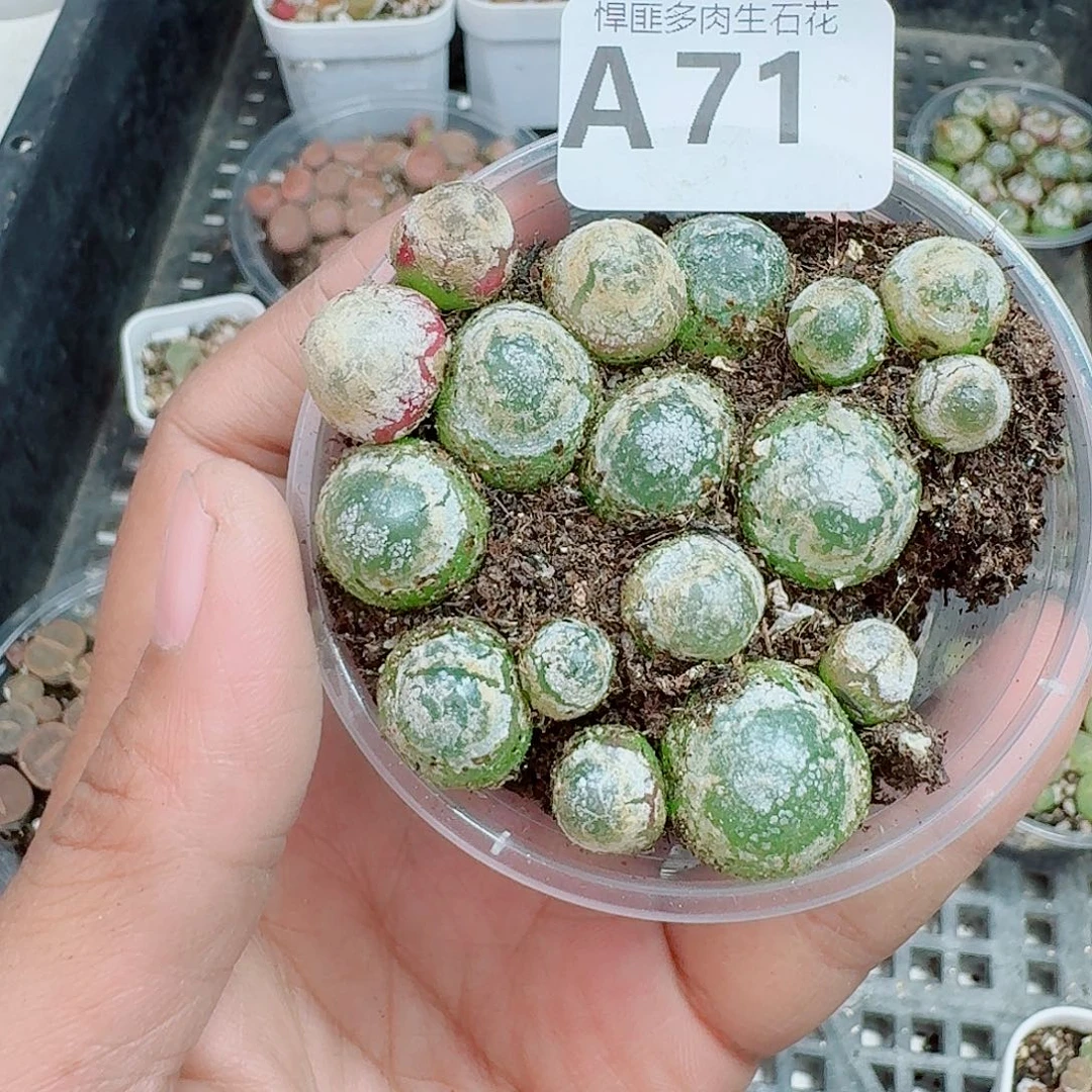 71多肉植物多肉植物