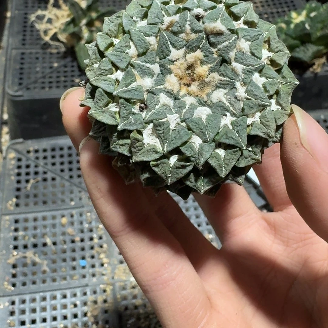 822号仙人球萝卜根