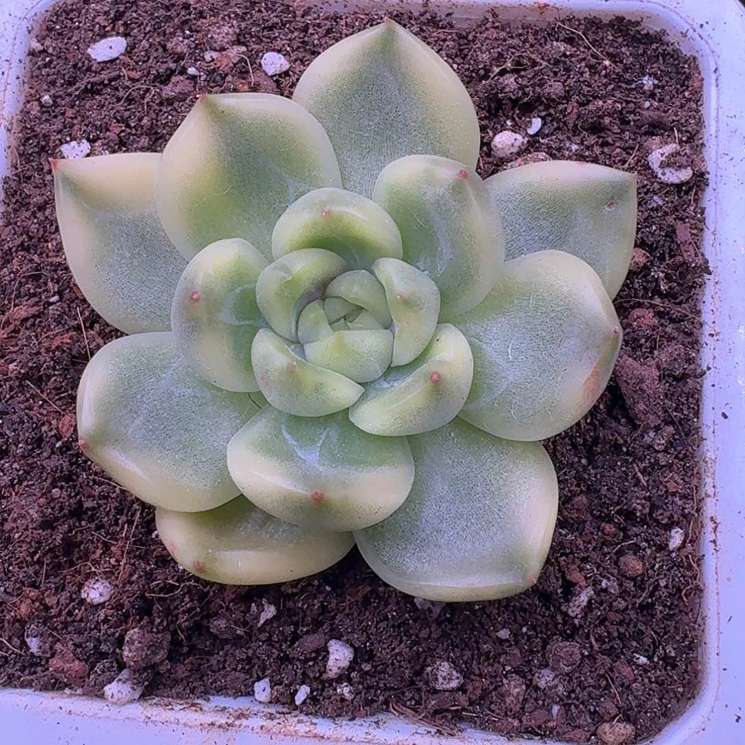 东云杂锦多肉植物
