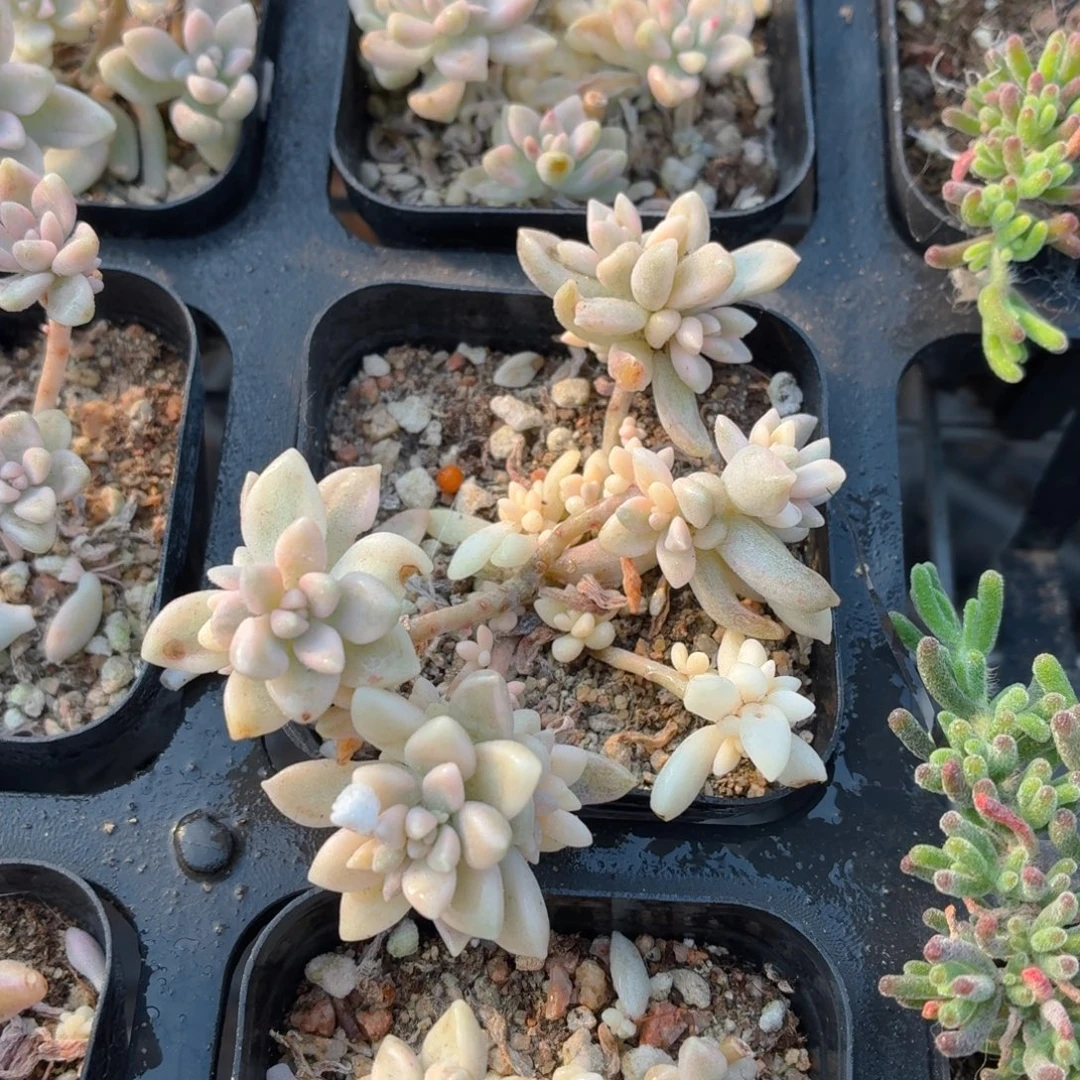 姬秋丽锦多肉9.9包邮发货