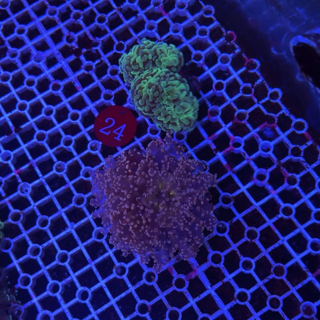 完全开放万鱼来朝蛙卵 榔头