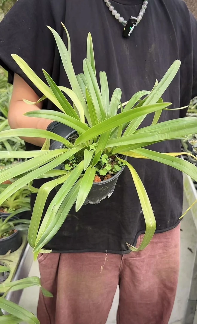 菲律宾 多苗 鲜花绿植