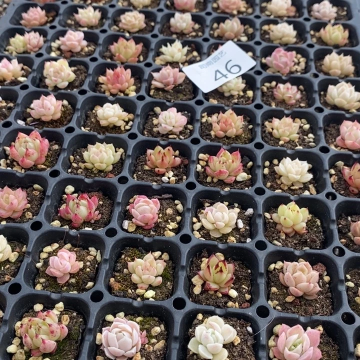 46 多肉植物盆栽花卉