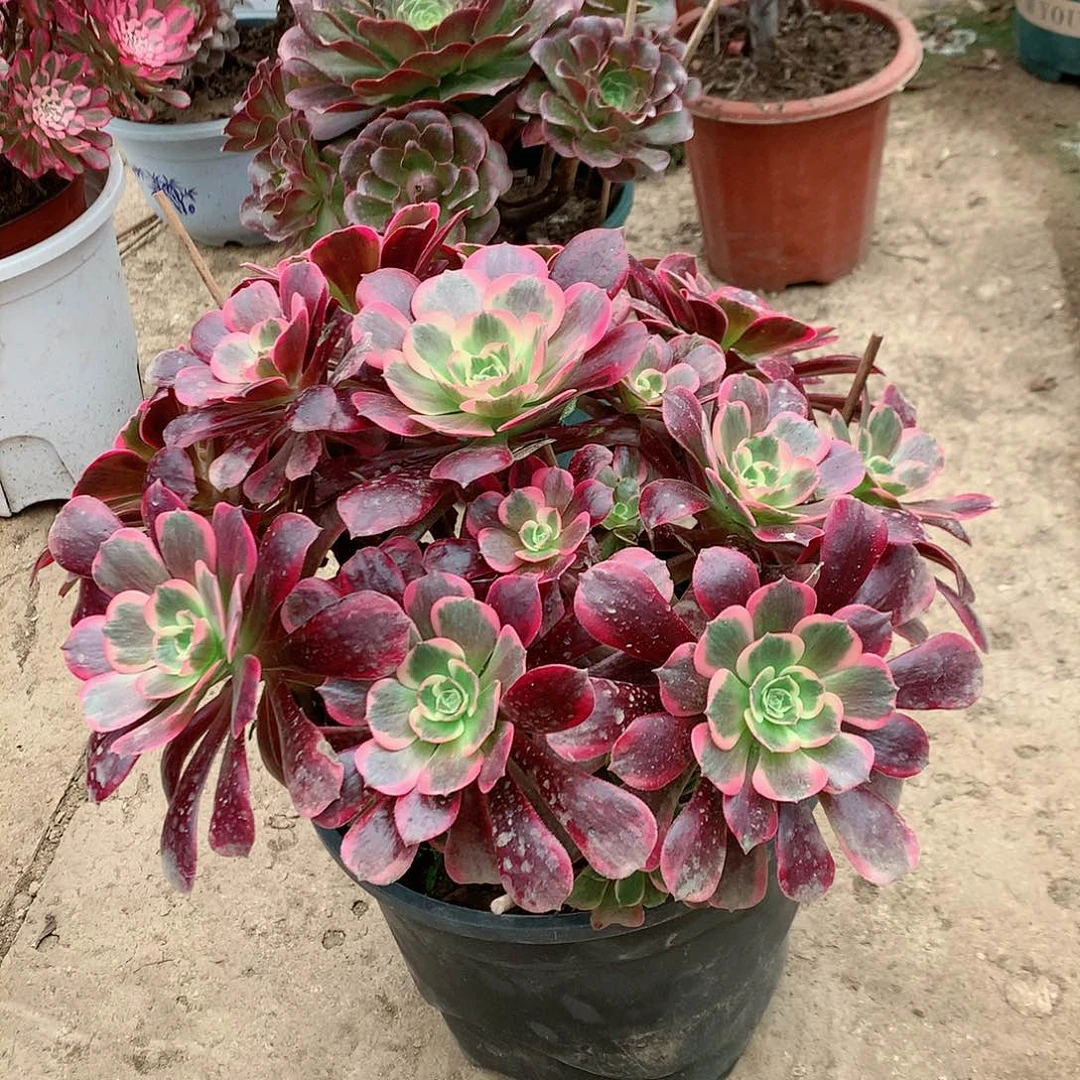 【闪购商品】夏*凤冠，多肉