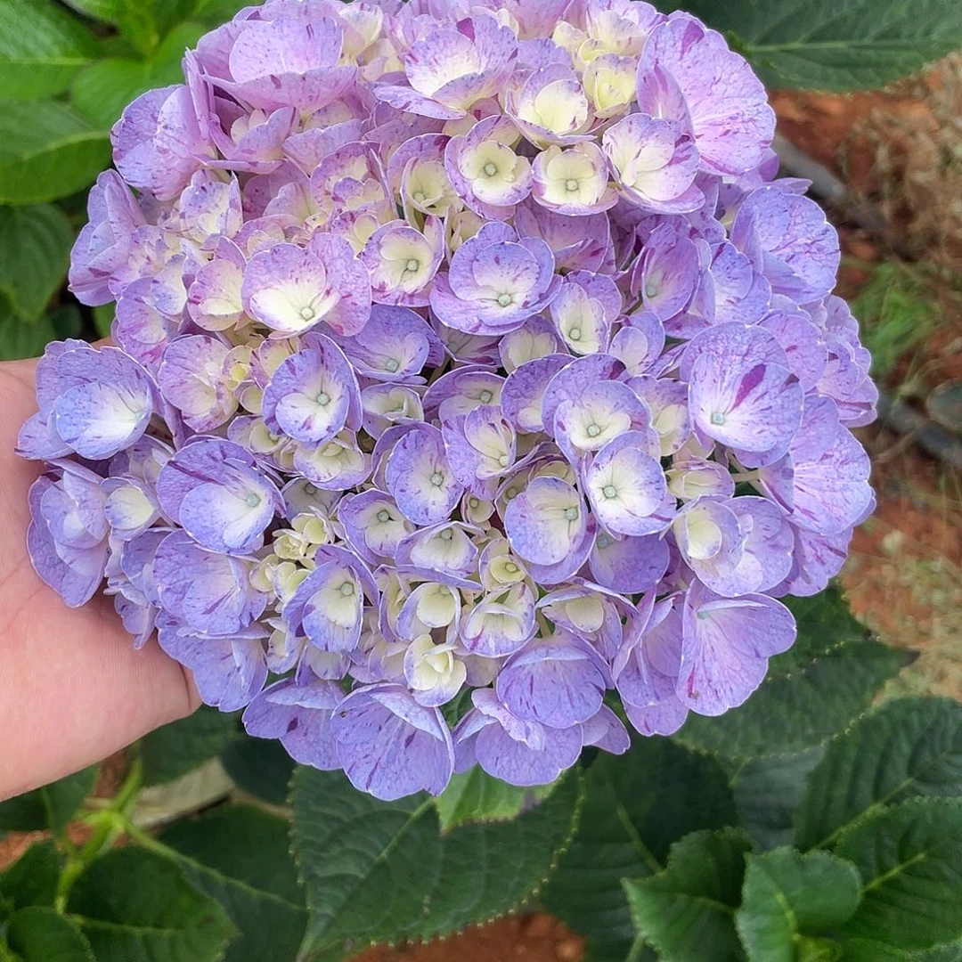 绣球切花一物一拍3枝起包邮，228