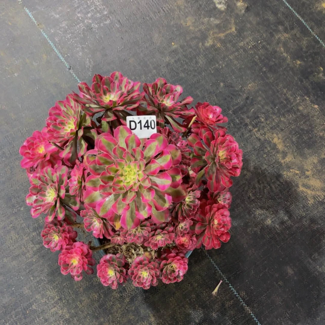 【闪购商品】14000福利不圆润