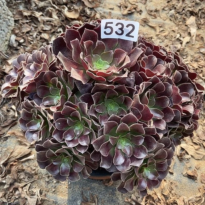 瓯紫玫瑰多肉532多肉