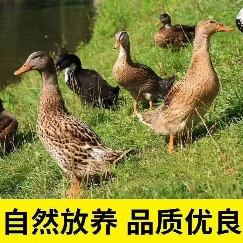 zz精选5只农村散养鸭子新鲜宰杀无掌翅无内脏京东顺丰包邮到家