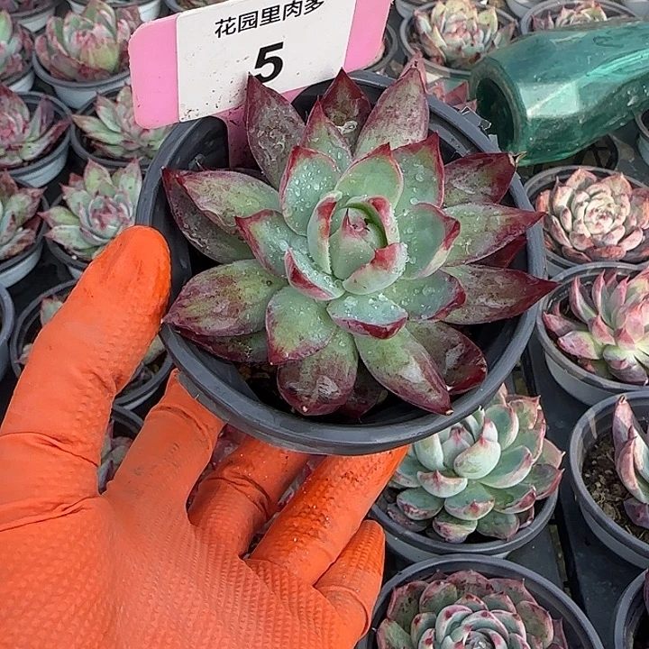 5 惊鸿仙子多肉植物6-9