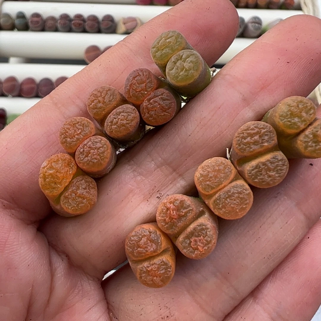 1.4好看的多肉脱土发货341