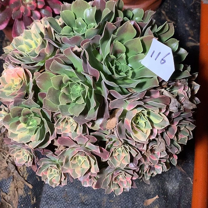 说***3116多肉植物一物一拍