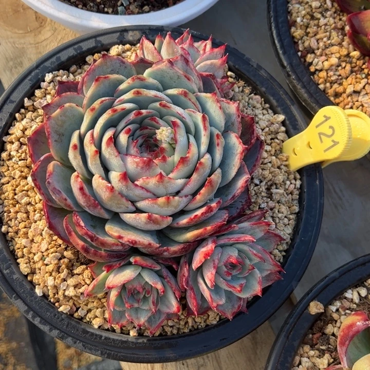 121惊鸿仙子 夏鸣园艺