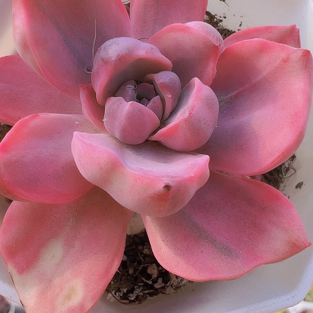 彩虹糖锦19包邮多肉