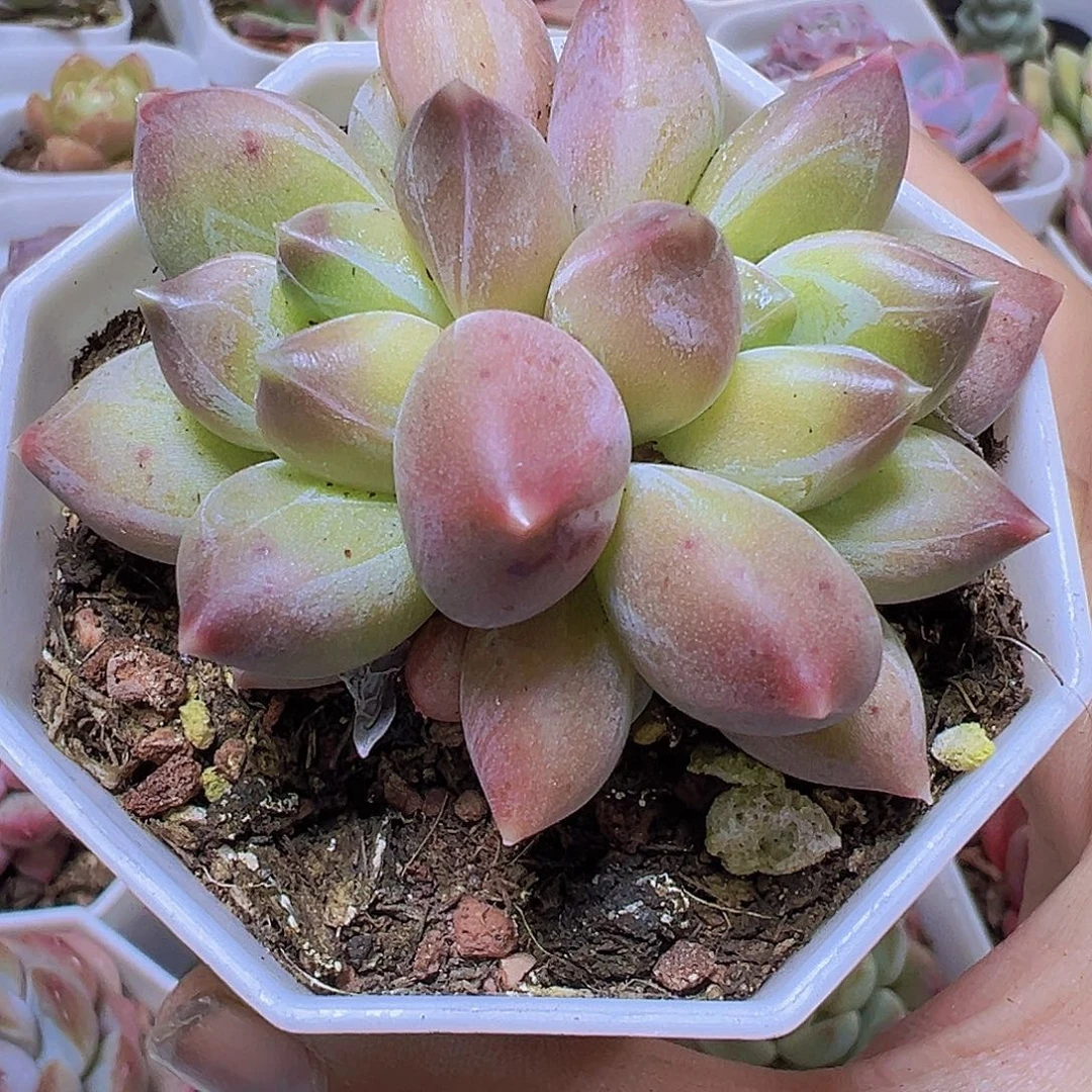 重楼19包邮多肉植物