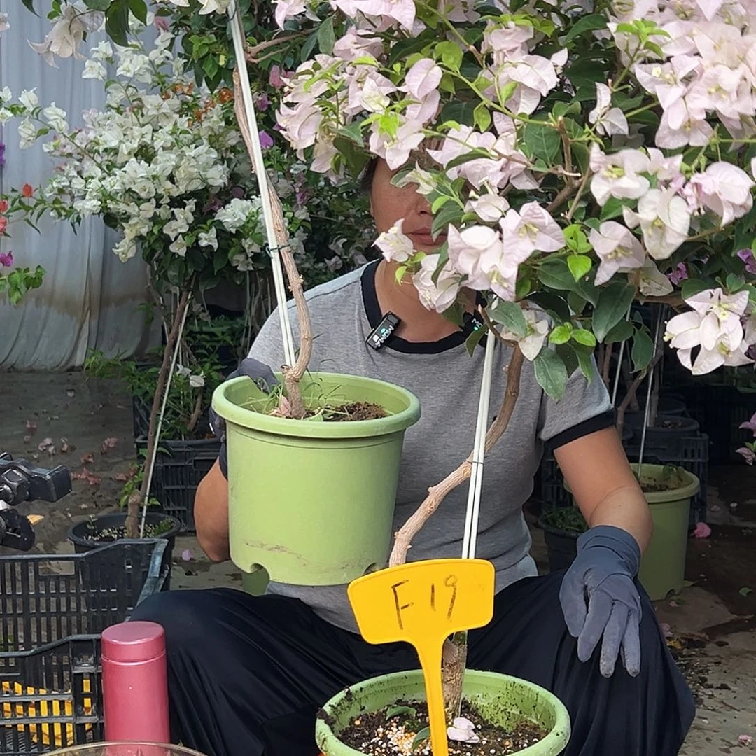 玲***檬大部分花苞少量开放F19苹果花