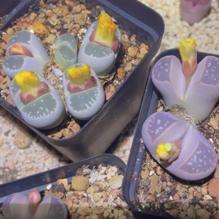 48899989889888888888