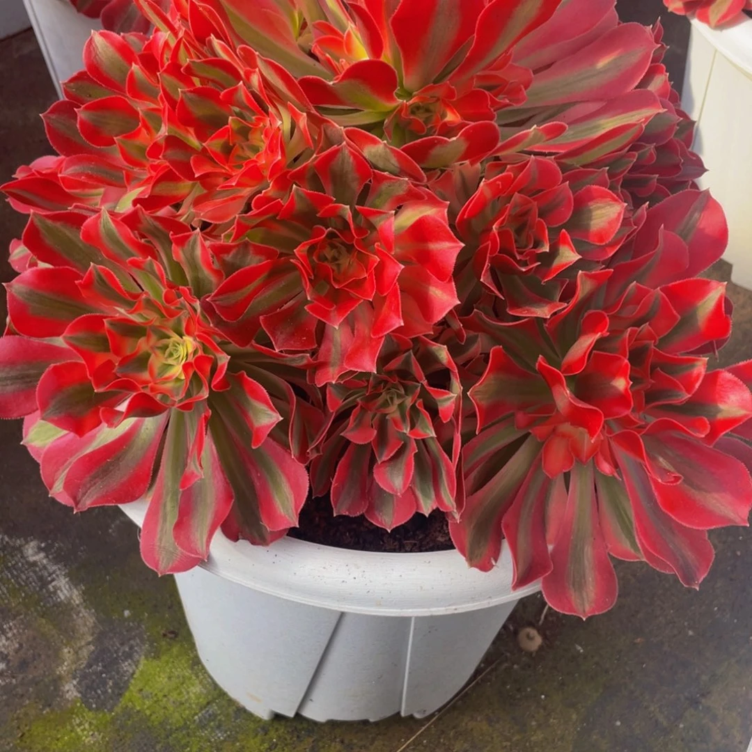 征***途【通用】万圣节系列群生多肉植物万老桩大手捧精品多肉