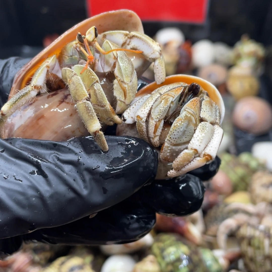 不退不换谢谢支持53