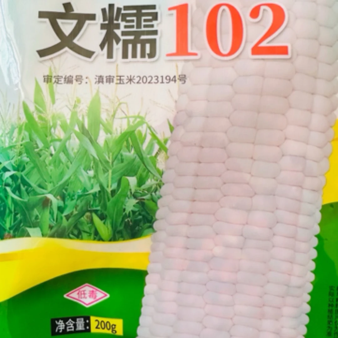 适合云贵川春播秋播鲜食白糯玉米种