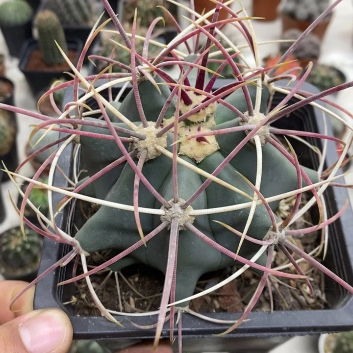 大号江守玉特价福利