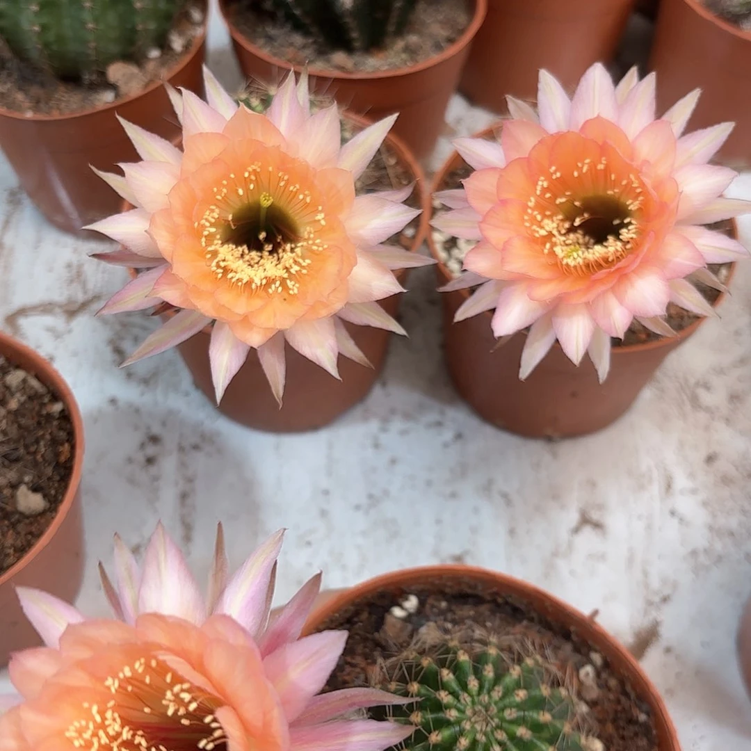 彩草茶香槟5公分左右