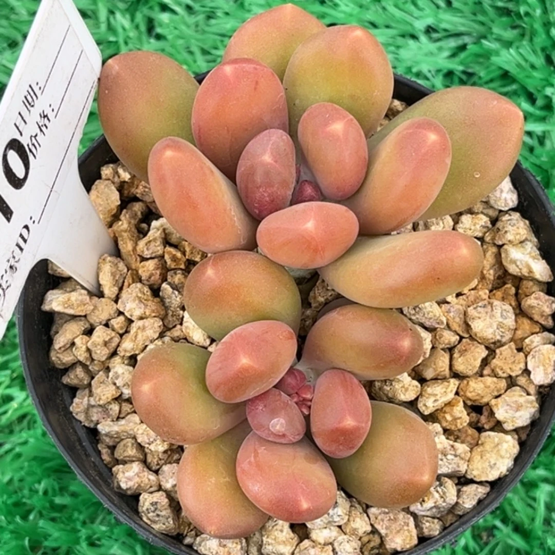 刚果金多肉植物10