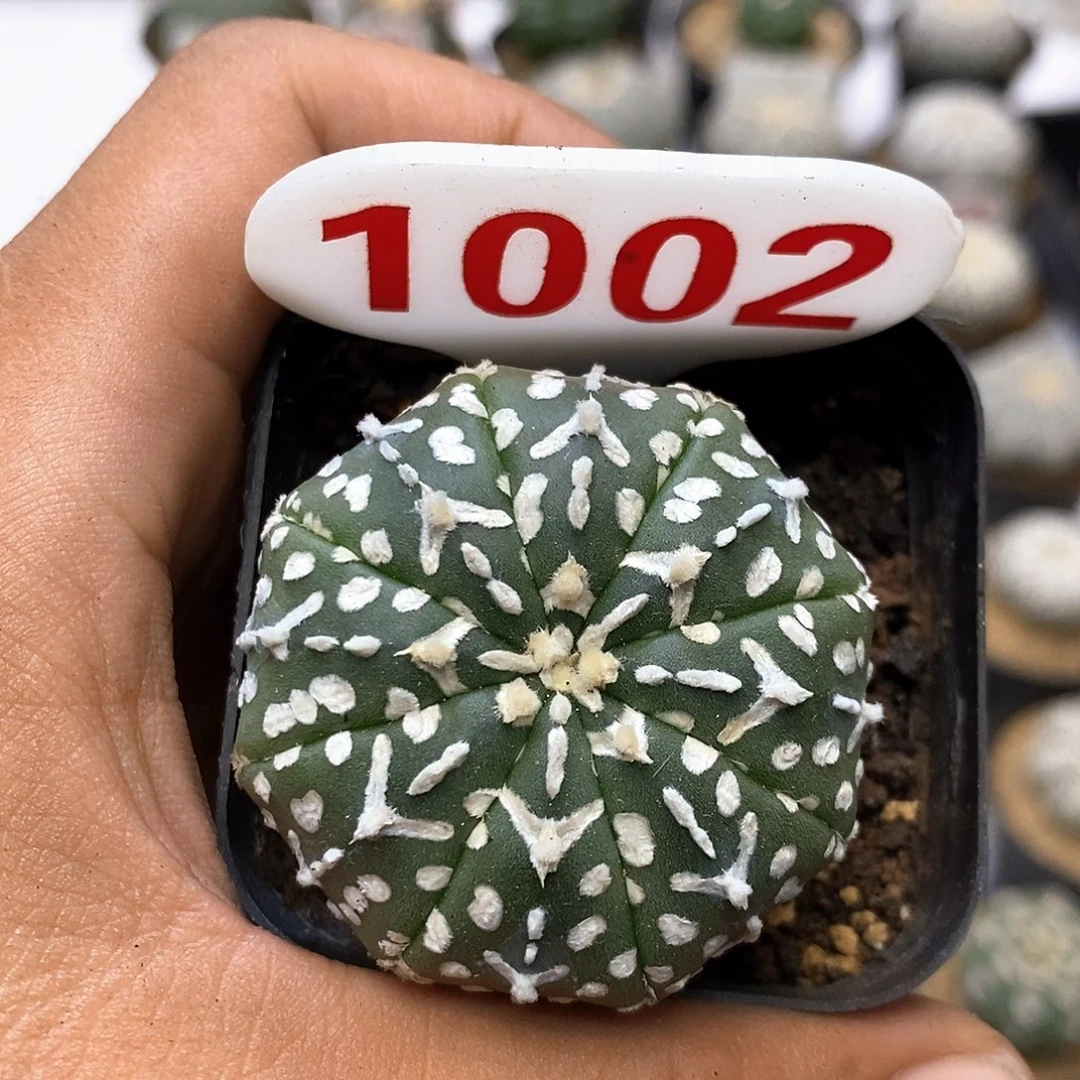 1002福利特价来了哦