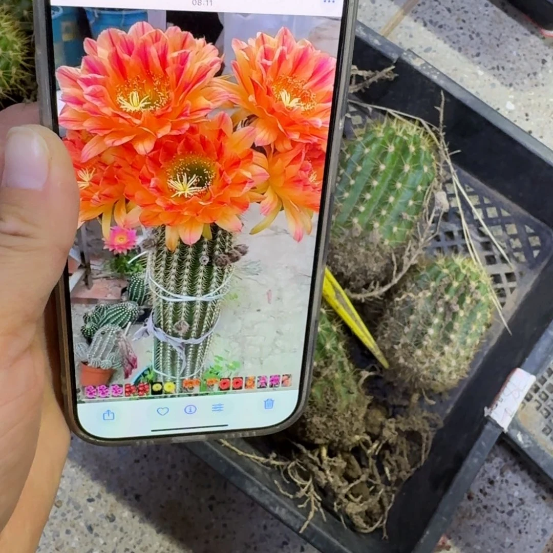 340毛火焰魔术根脱土发货6公分左右，20包邮