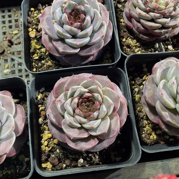 单头大7方天鹅绒