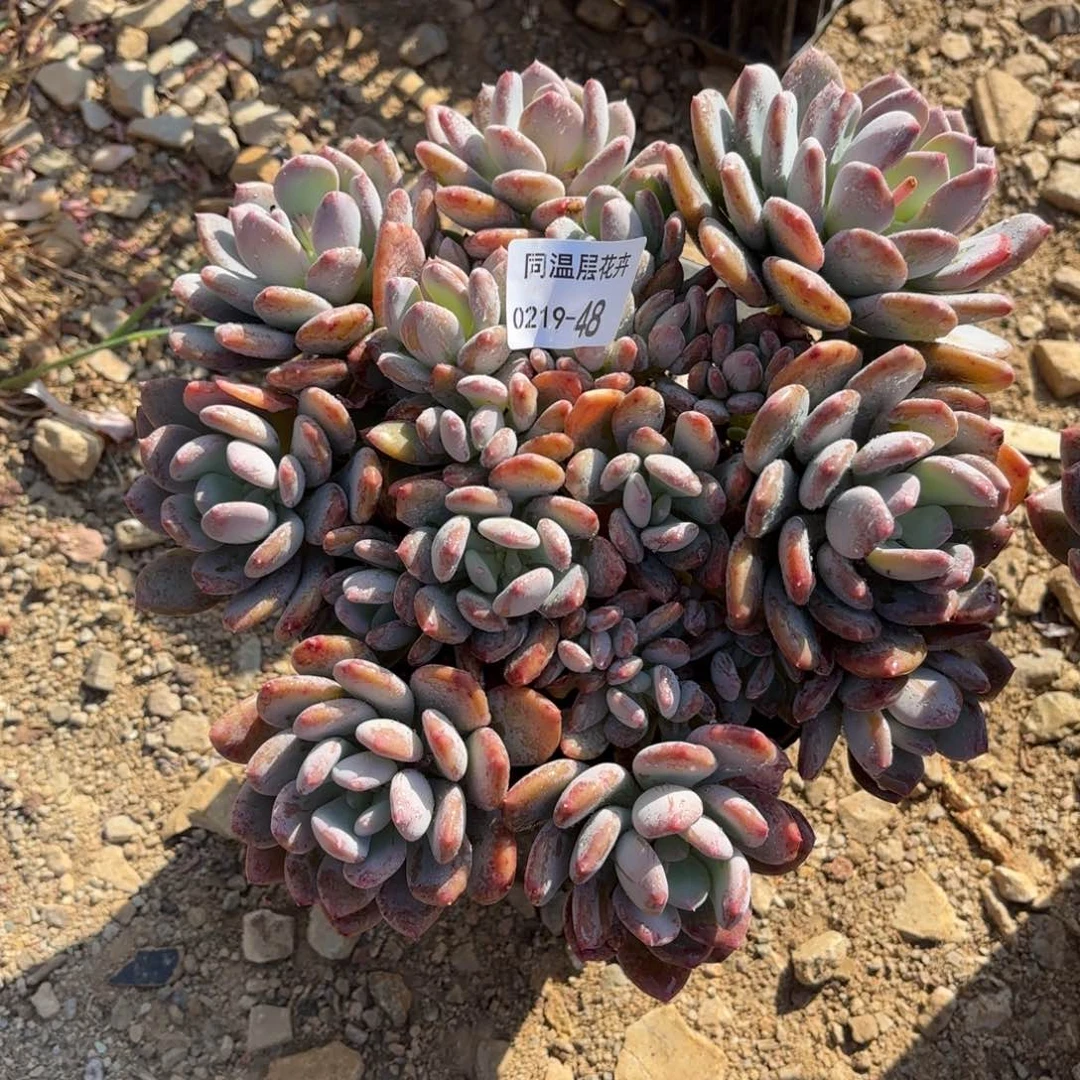 同温层多肉48灰姑娘