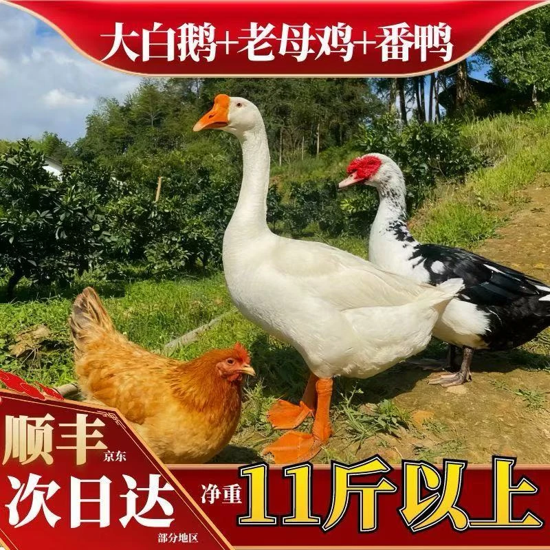 【喜宝家】组合1只大白鹅+赠1只母鸡+赠1只番鸭 到手共3只净重11斤
