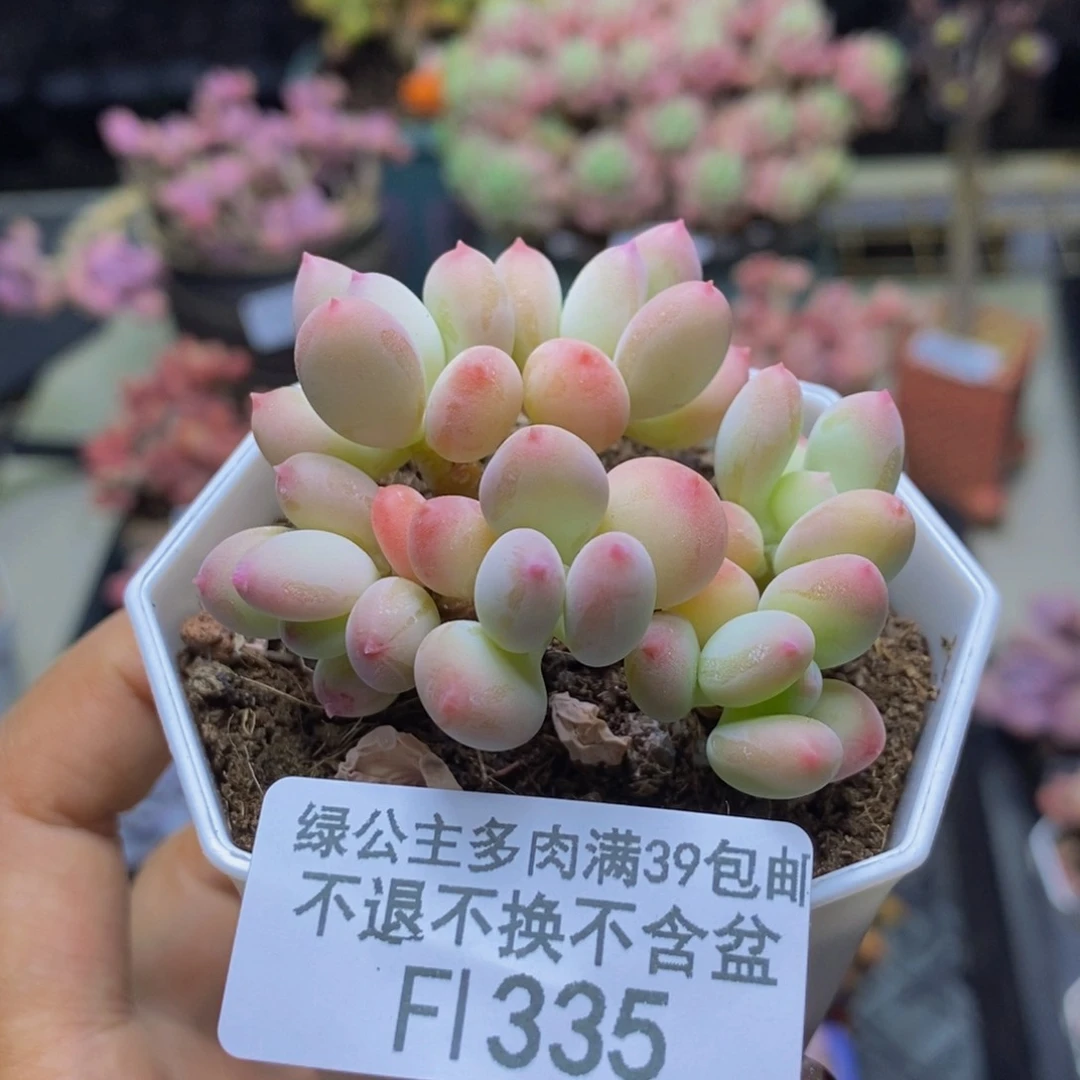 335苹果奶二代多肉6c m