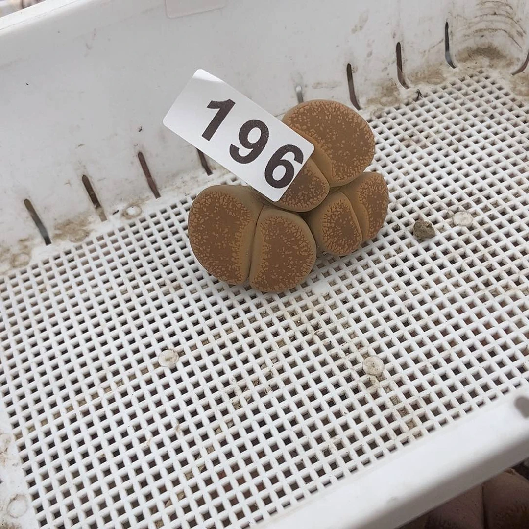 生石花一物一拍3头196