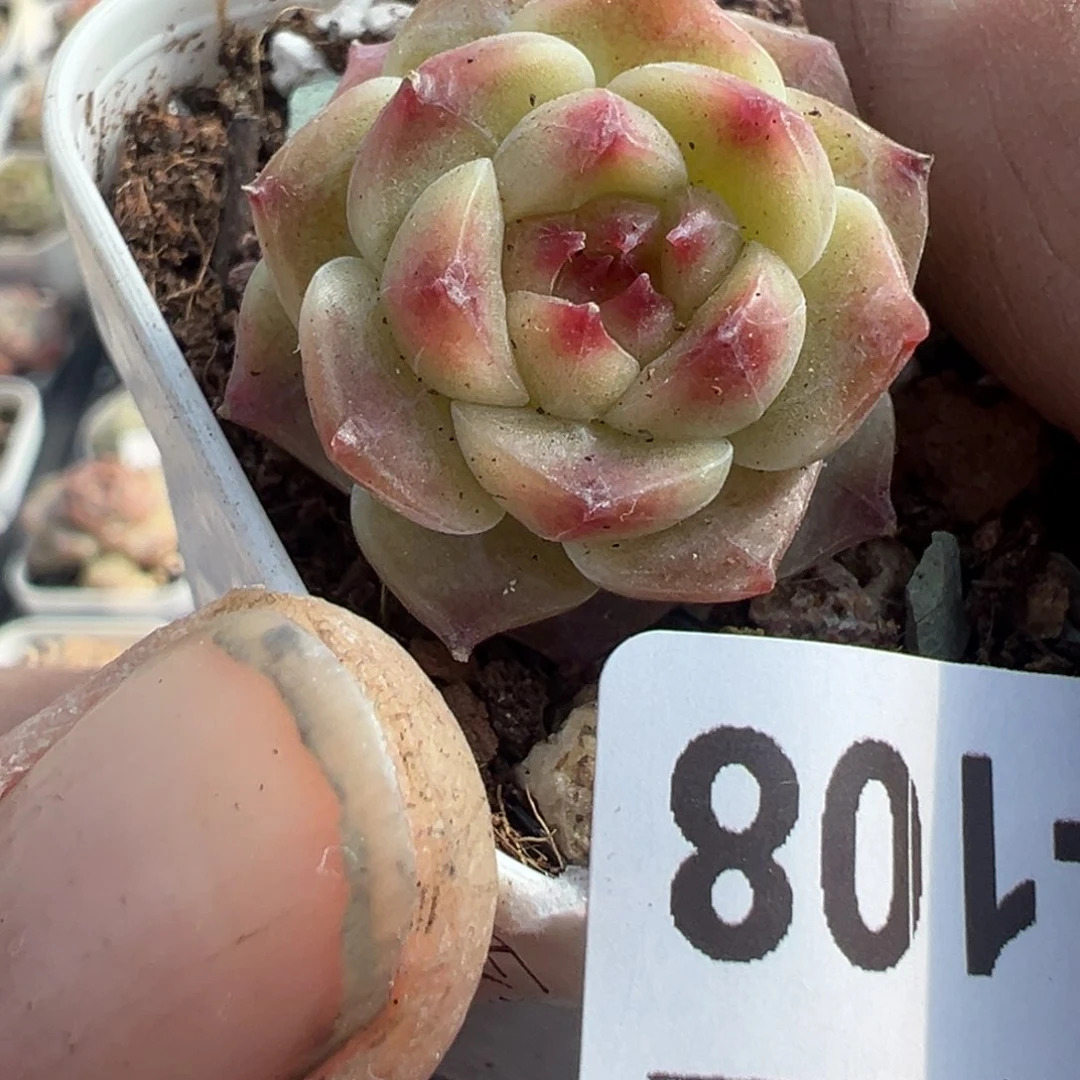 小卡拉米糖心一物一拍8-108