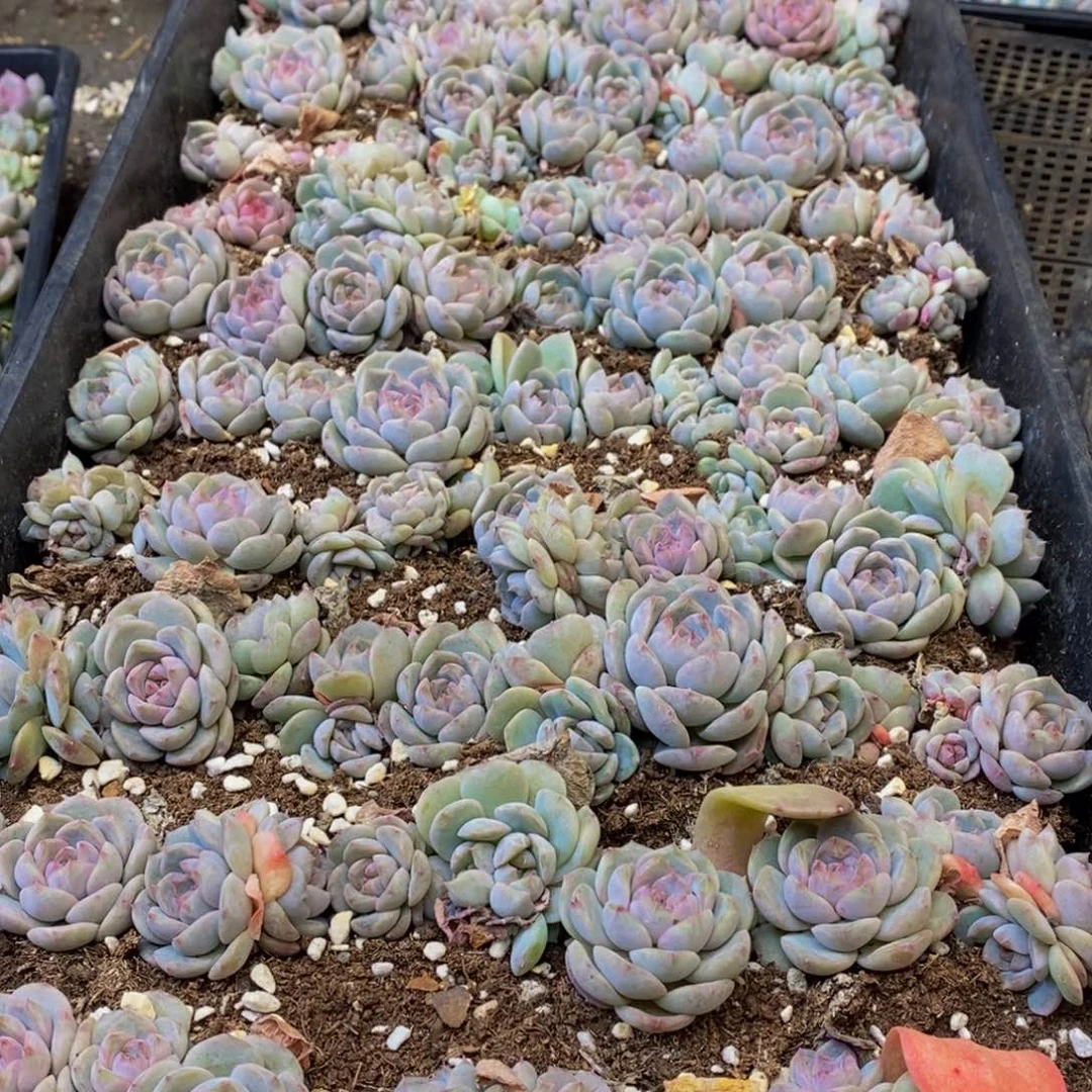 444多肉植物保护研究所所长助理研究员