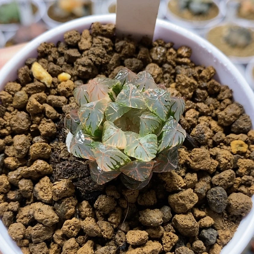 【闪购商品】148萩原玉露锦