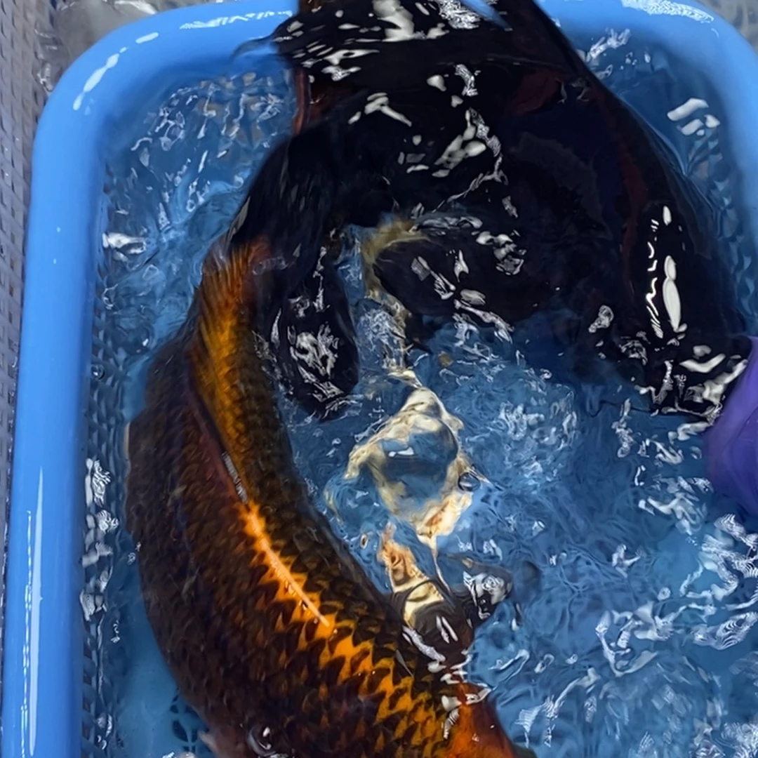 锦鲤冷水锦鲤包邮