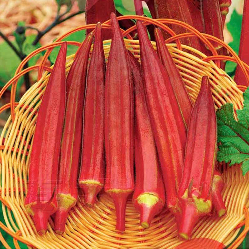 【满5包包邮】水果秋葵种子奶油红秋葵种籽四季黄秋葵蔬菜种孑大全